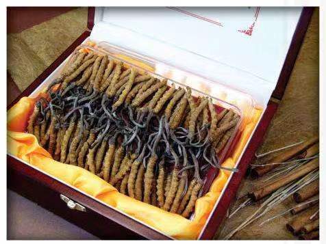 西林冬虫夏草回收